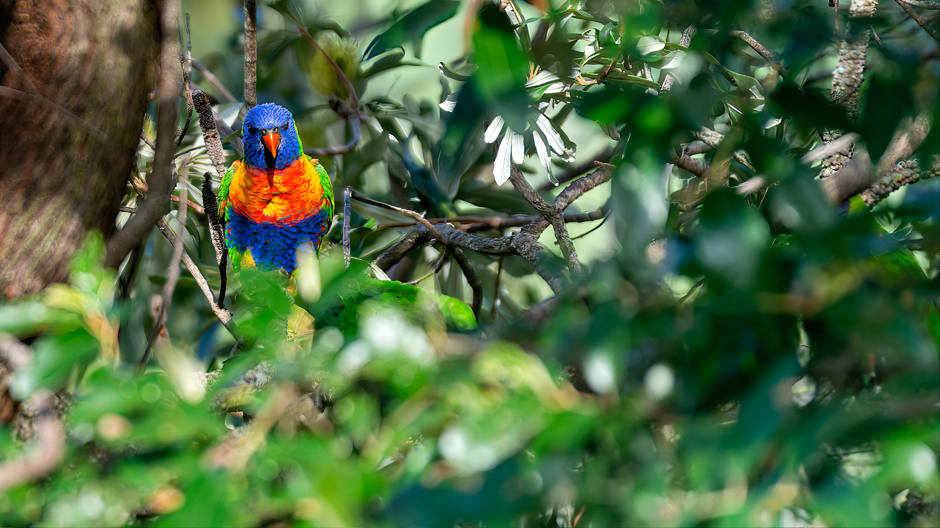 Gebirgsloris, auch Allfarbloris genannt